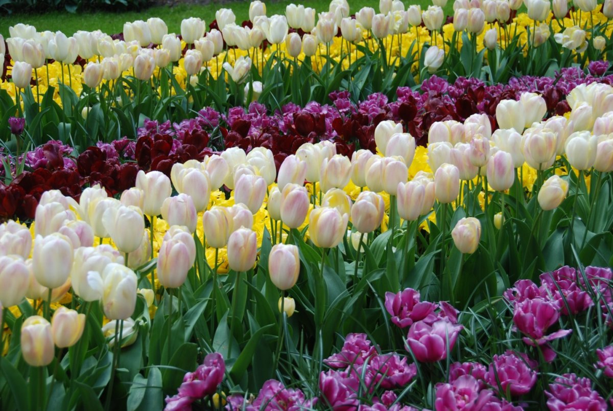 Экспресс 3 дня! Луковичные и многолетники: тюльпаны, нарциссы, крокусы, хосты, лилейники и многое другое! 4/23 Экспресс 3 дня! Луковичные и многолетники: тюльпаны, нарциссы, крокусы, хосты, лилейники и многое другое! 4/23