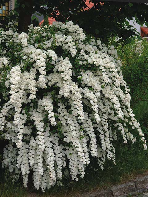 Остатки сладки! Взрослые саженцы с ЗКС со свободного склада. 6/23 Остатки сладки! Взрослые саженцы с ЗКС со свободного склада. 6/23