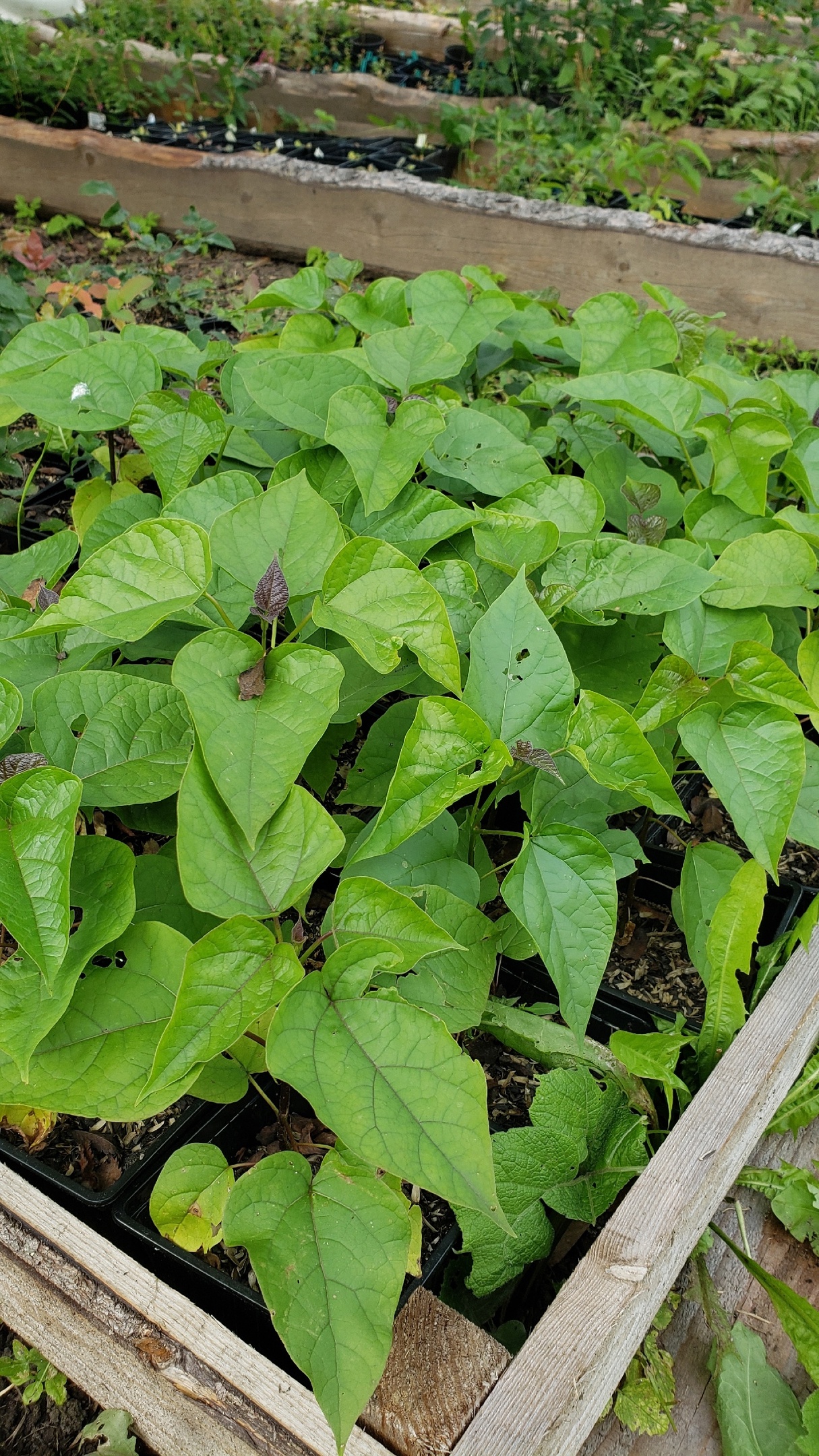 Сбор до 15 сентября. Мой питомник - Много новинок-рододендроны от 160р, грецкие орехи по 290р! Сбор до 15 сентября. Мой питомник - Много новинок-рододендроны от 160р, грецкие орехи по 290р!