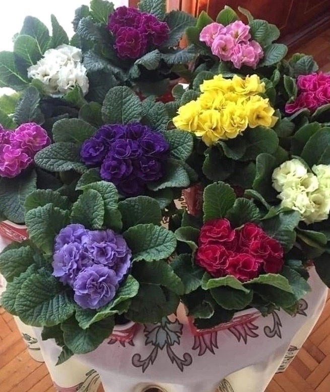 Сбор заказов. 30/09. Сток-sale. Божественная Бел@рина-лучшая серия примул. Из наличия в РФ! Цены еще ниже! Без рядов! Количество ограниченно! Сбор заказов. 30/09. Сток-sale. Божественная Бел@рина-лучшая серия примул. Из наличия в РФ! Цены еще ниже! Без рядов! Количество ограниченно!