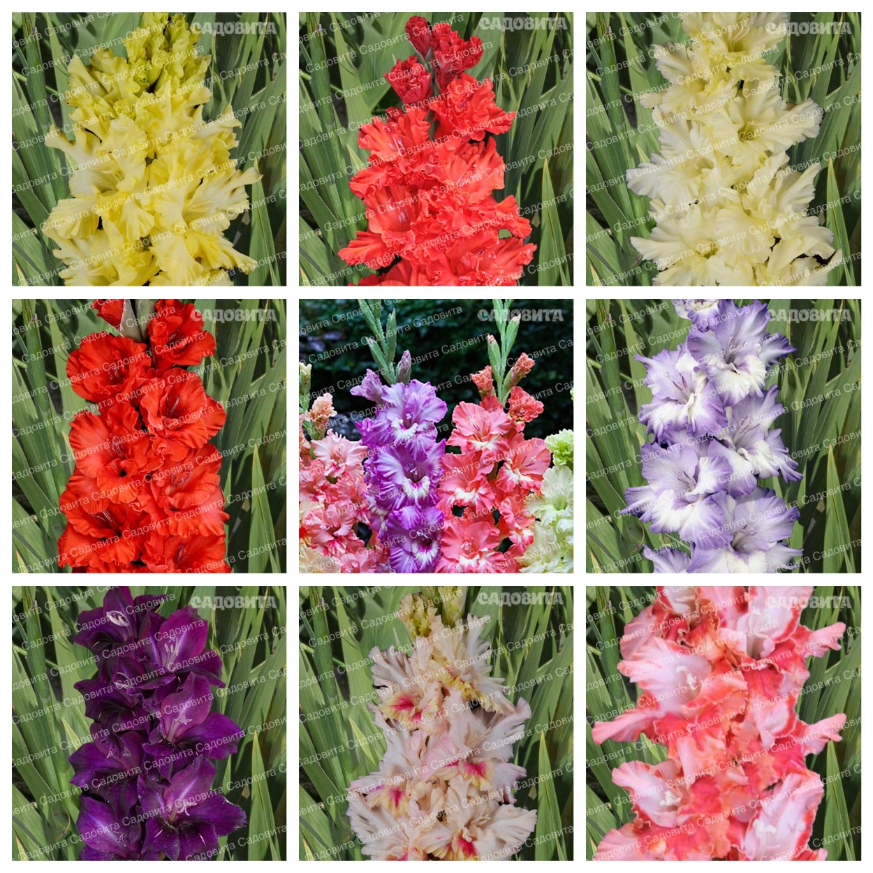 Сбор заказов. Гладиолусы российской селекции 5. (до 06.11). Сбор заказов. Гладиолусы российской селекции 5. (до 06.11).