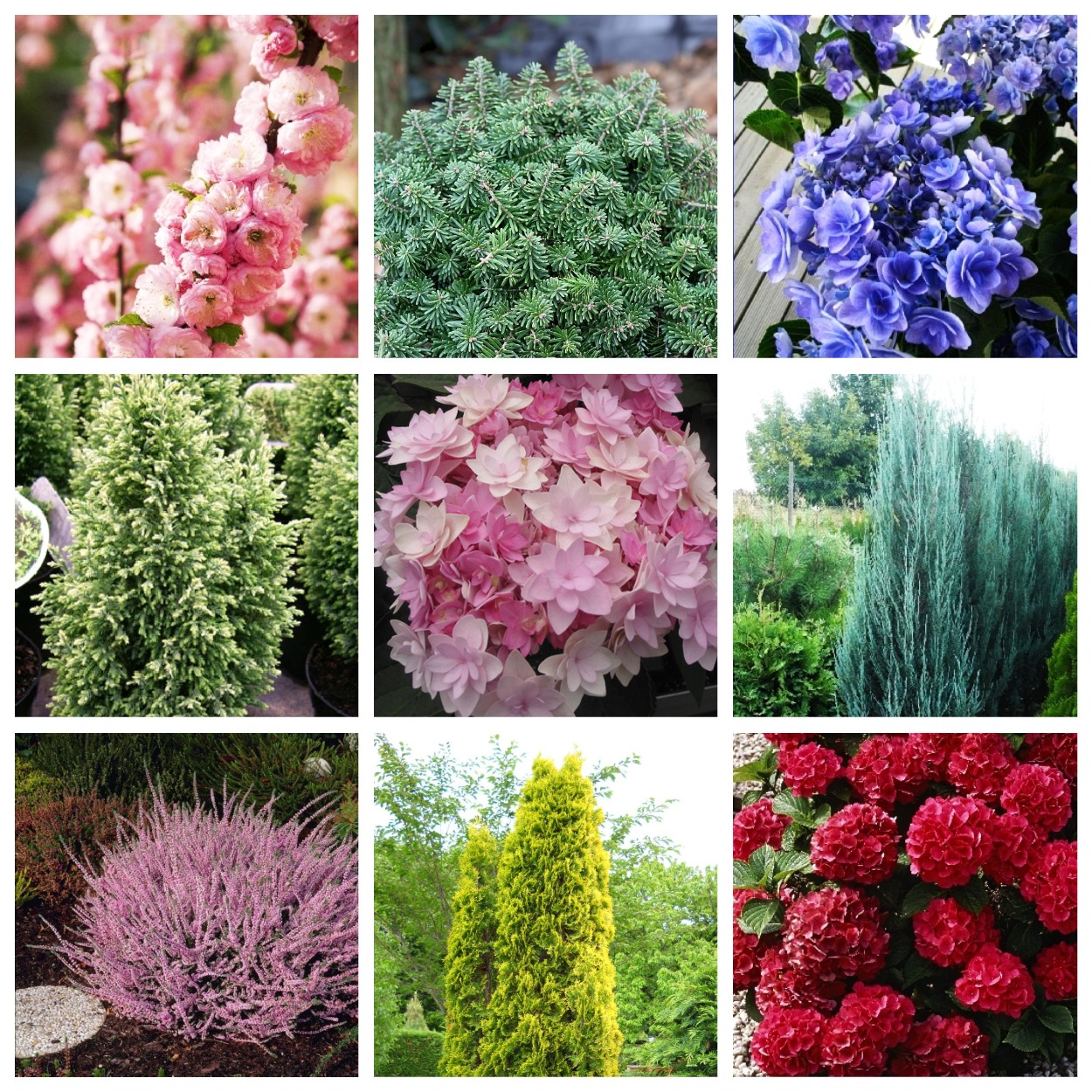 Сбор заказов. Кустарники и хвойники Колорлайн 2024. Сбор заказов. Кустарники и хвойники Колорлайн 2024.