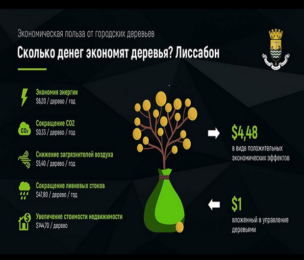 Медиа-проект под названием "Умное Зеленое" рассказывает о всё возрастающей важности городских деревьев Медиа-проект под названием "Умное Зеленое" рассказывает о всё возрастающей важности городских деревьев