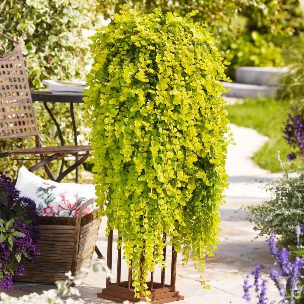 Декоративные растения с ч/х Gardenia, украшение для Вашего сада.22. Предзаказ на 2024г Декоративные растения с ч/х Gardenia, украшение для Вашего сада.22. Предзаказ на 2024г