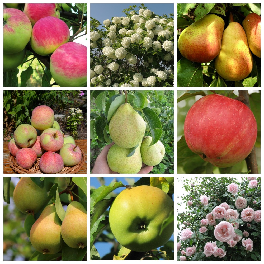 Сбор заказов до 26.11. Чкаловский плодопитомник. Сбор заказов до 26.11. Чкаловский плодопитомник.