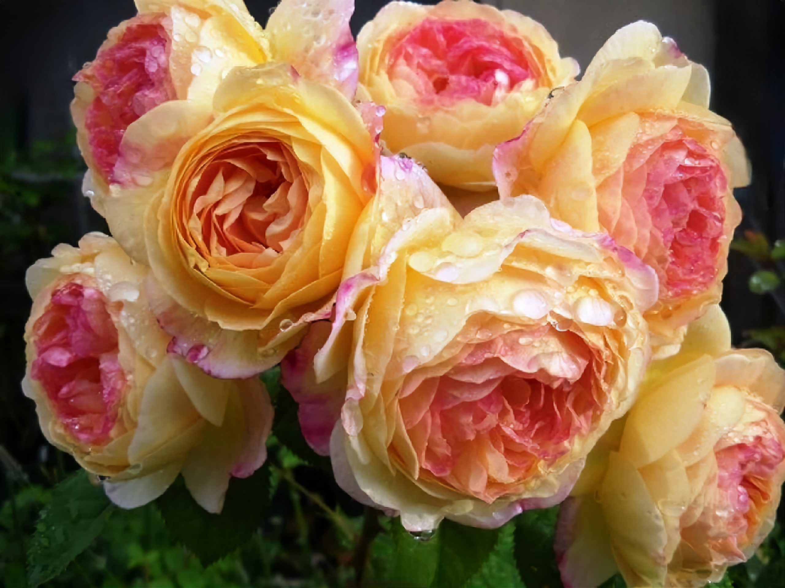 Саженцы роз, не превзойденные по выносливости, проверенной годами! Предзаказ на весну 2024. Саженцы роз, не превзойденные по выносливости, проверенной годами! Предзаказ на весну 2024.