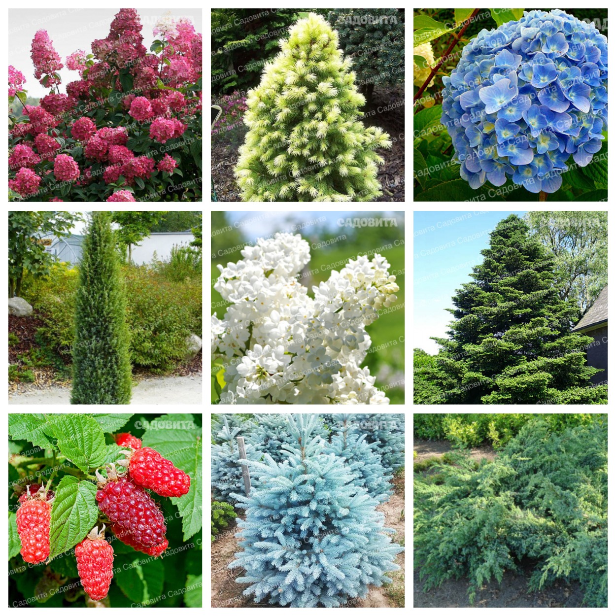 Сбор заказов. Кустарники и хвойники Садовита в горшках С3 и более Весна 2024. (до 17.12). Сбор заказов. Кустарники и хвойники Садовита в горшках С3 и более Весна 2024. (до 17.12).