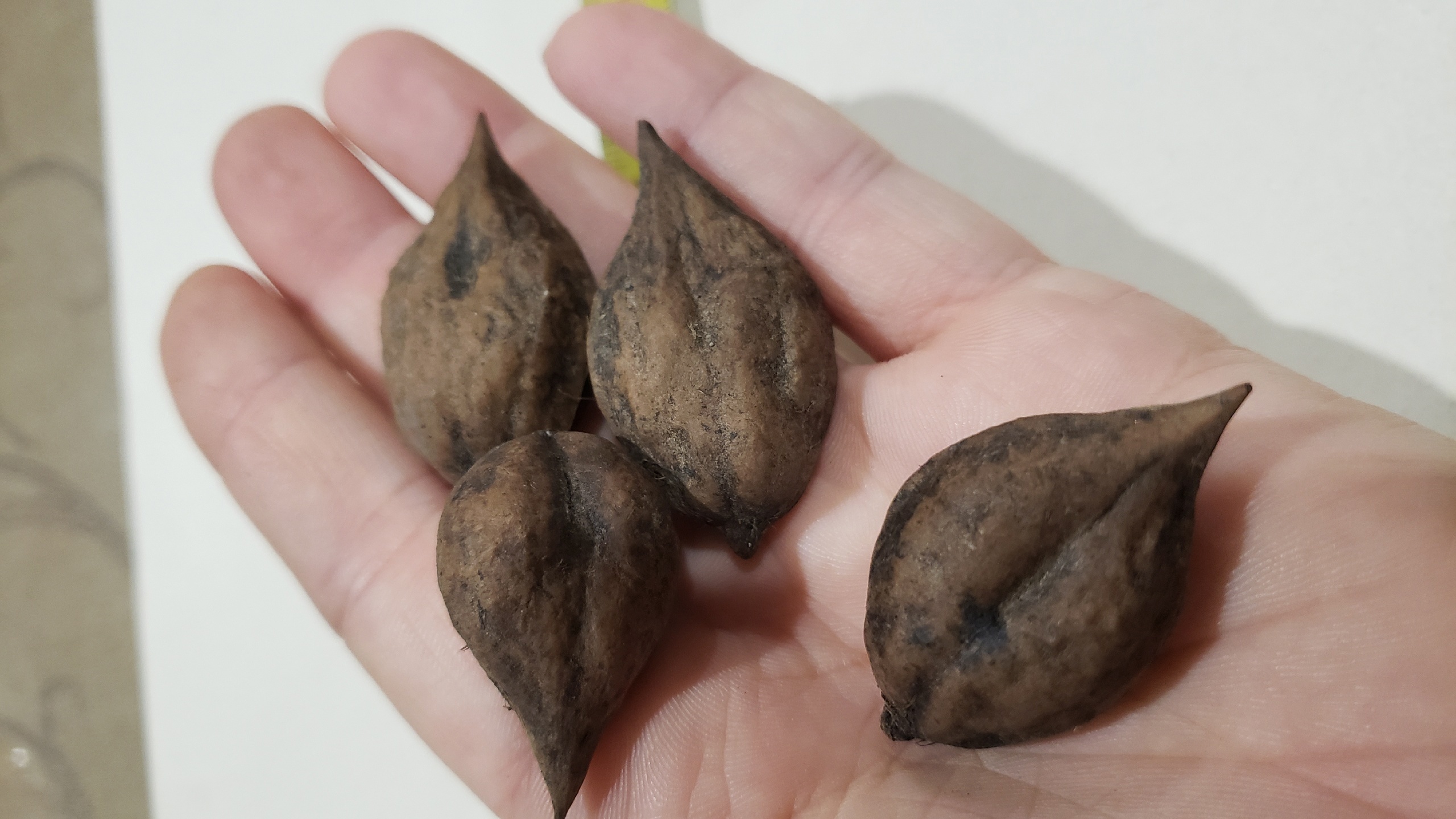 Сбор до 1 апреля - предзаказ на весну. Мой питомник "Богатый сад". Сбор до 1 апреля - предзаказ на весну. Мой питомник "Богатый сад".