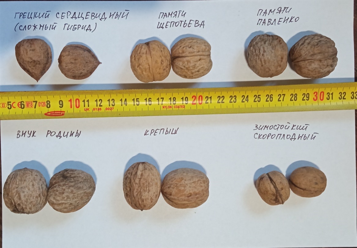 Грецкий орех Идеал Грецкий орех Идеал
