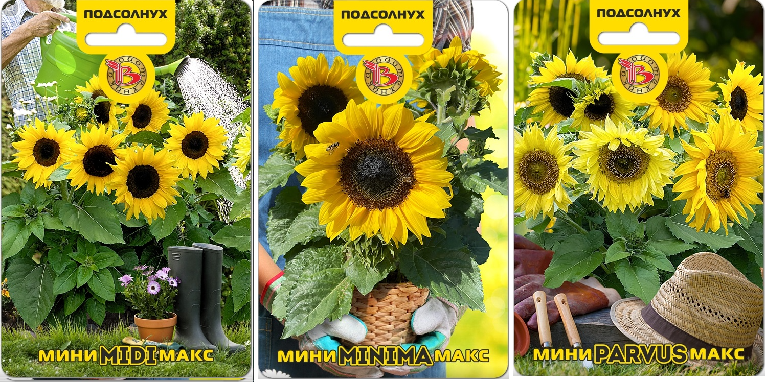 Рекомендую компактные сорта подсонуха - непрерывное цветение в течение всего сезона гарантировано! Рекомендую компактные сорта подсонуха - непрерывное цветение в течение всего сезона гарантировано!