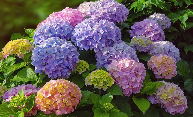 Суперцены на новинки и проверенные сорта гортензий (Бонфаер, Пиксио и др)-7 Суперцены на новинки и проверенные сорта гортензий (Бонфаер, Пиксио и др)-7