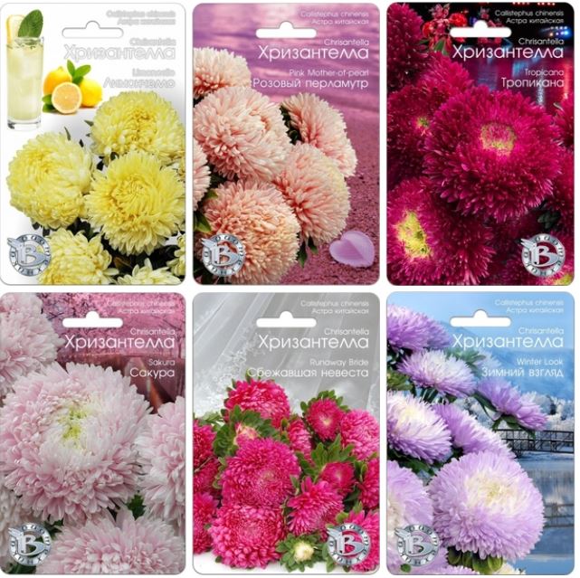 Астра китайская Хризантелла - вдохновение воплощенное в цветке! Астра китайская Хризантелла - вдохновение воплощенное в цветке!