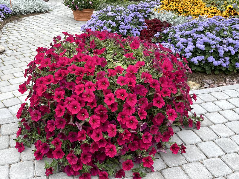 Суперкаскадная серия петуний! Впечатляющие цветочные шары всего из одного соцветия! Серия ЭКЛИПТИКА - бомбические расцветки! Суперкаскадная серия петуний! Впечатляющие цветочные шары всего из одного соцветия! Серия ЭКЛИПТИКА - бомбические расцветки!