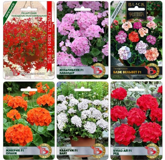Более 30 сортов пеларгонии на любой вкус! Более 30 сортов пеларгонии на любой вкус!