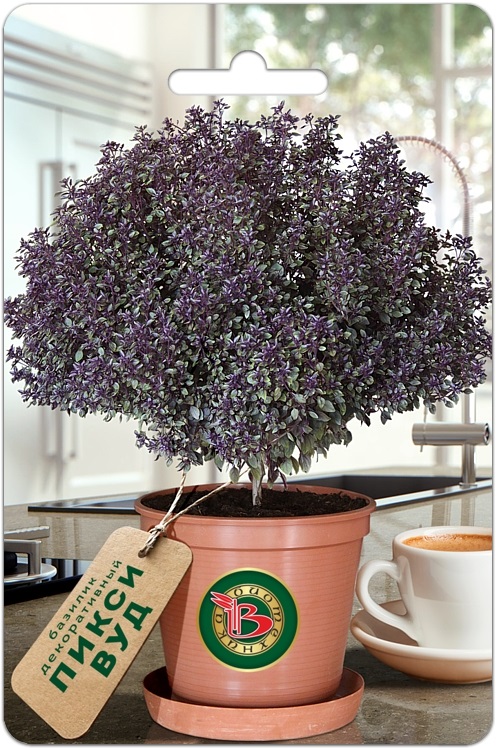 Посмотрите какая красота! Редкая форма фиолетового базилика, напоминающая небольшое изящное деревце. Очень эффектно выглядит! Посмотрите какая красота! Редкая форма фиолетового базилика, напоминающая небольшое изящное деревце. Очень эффектно выглядит!