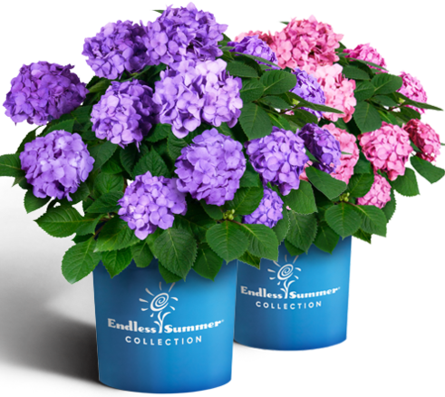 Новинки мировой селекции гортензий, высочайшее качество по разумным ценам - 1 Новинки мировой селекции гортензий, высочайшее качество по разумным ценам - 1