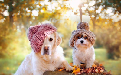 Распродажа товаров для животных! Скидки до 70%! Распродажа товаров для животных! Скидки до 70%!