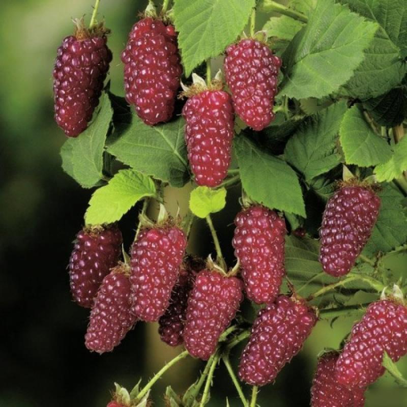 Сбор до 1.05. Суперцены на новинки и проверенные сорта голубики, ежевики, малины и плодовых деревьев - 6. Сбор до 1.05. Суперцены на новинки и проверенные сорта голубики, ежевики, малины и плодовых деревьев - 6.