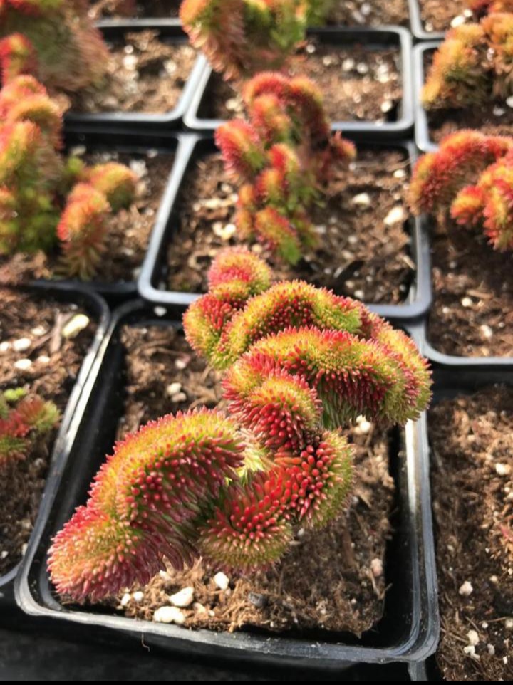 Сбор до 1.05. Ассортимент - невероятное количество сортов и видов растений! Розы, сирени, седумы, шалфеи, злаки, кустарники и деревья. Новинки и эксклюзивы только с ЗКС! Сбор до 1.05. Ассортимент - невероятное количество сортов и видов растений! Розы, сирени, седумы, шалфеи, злаки, кустарники и деревья. Новинки и эксклюзивы только с ЗКС!