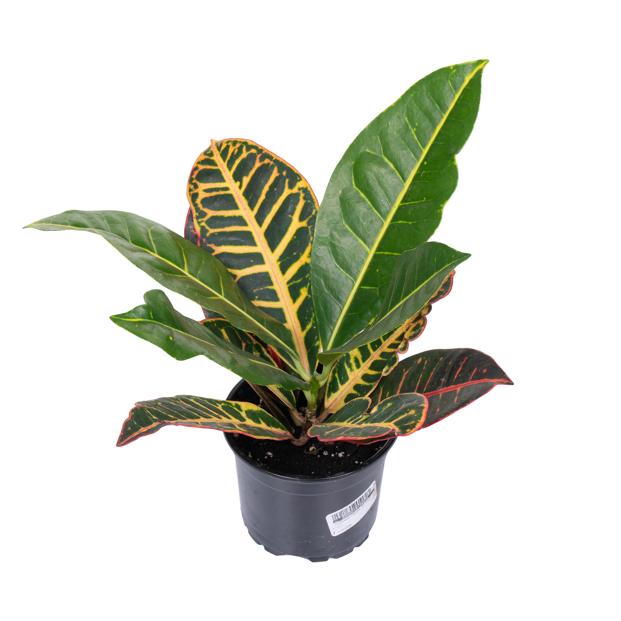 В сборе питомника пополнение комнатными растениями! В сборе питомника пополнение комнатными растениями!