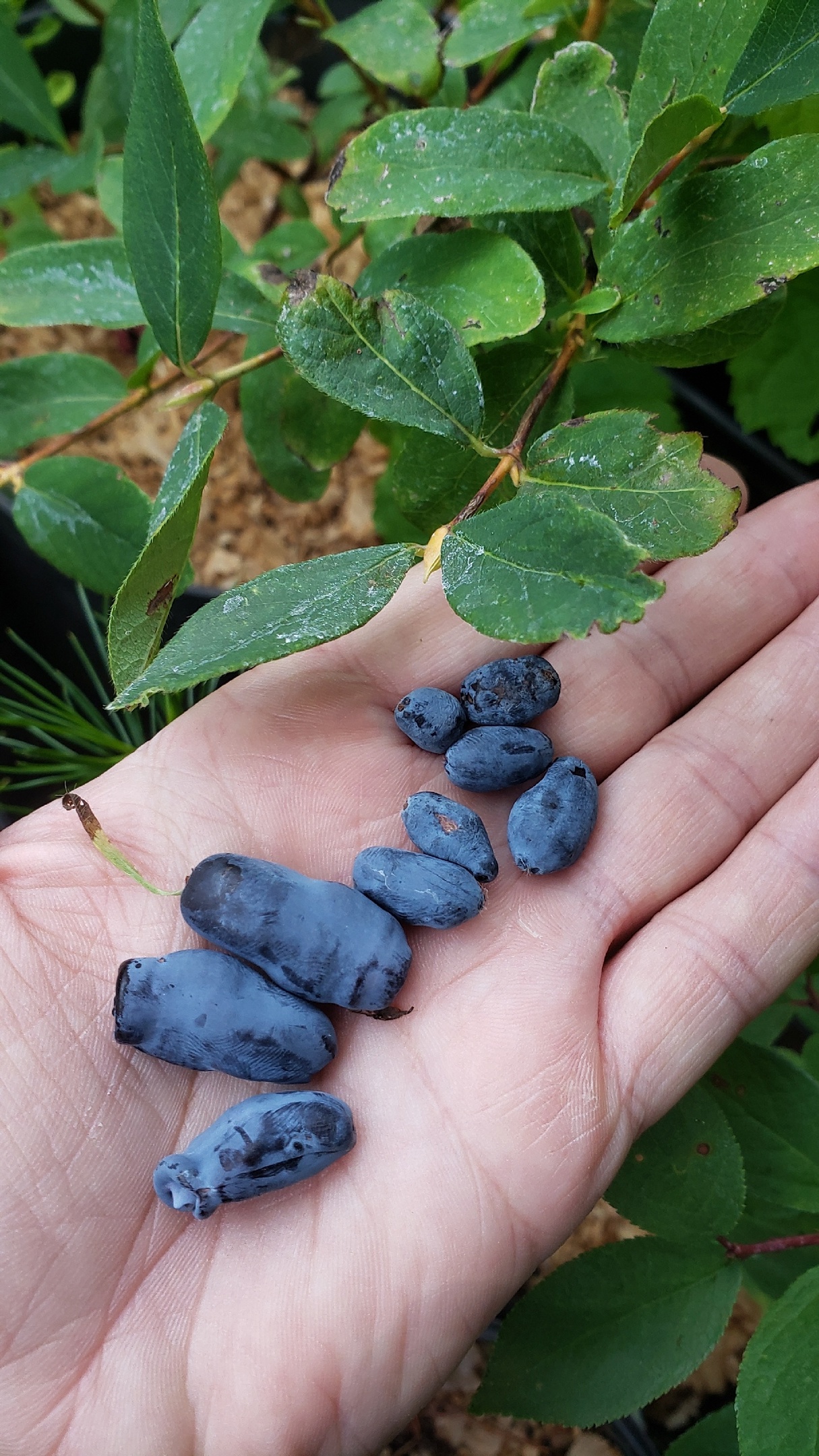 Открыла новый сбор, галереи обновили, много новинок и редких растений! Открыла новый сбор, галереи обновили, много новинок и редких растений!