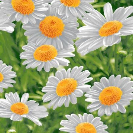 КРАСИВЫЕ ВАФЕЛЬНЫЕ ТКАНИ НА ПОЛОТЕНЦА сбор заказов КРАСИВЫЕ ВАФЕЛЬНЫЕ ТКАНИ НА ПОЛОТЕНЦА сбор заказов