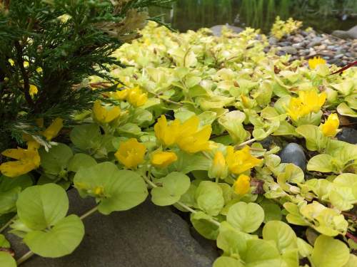 Декоративные растения с ч/х Gardenia, украшение для Вашего сада 24.Июль. Декоративные растения с ч/х Gardenia, украшение для Вашего сада 24.Июль.