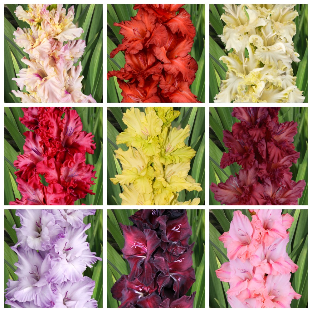 Сбор заказов. Гладиолусы российской селекции 6. (до 20.11). Сбор заказов. Гладиолусы российской селекции 6. (до 20.11).