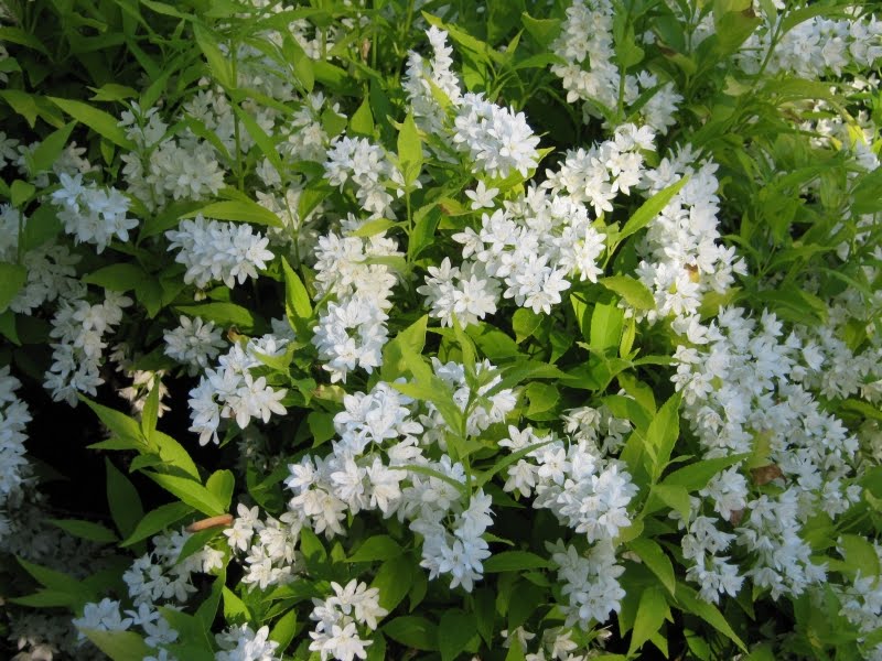 Декоративные растения с ч/х Gardenia, украшение для Вашего сада. Выкуп 28. Предзаказ на крепких малышей - декоративные кустарники и хвойные. Декоративные растения с ч/х Gardenia, украшение для Вашего сада. Выкуп 28. Предзаказ на крепких малышей - декоративные кустарники и хвойные.