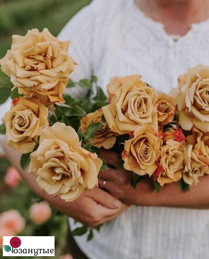 Саженцы роз, не превзойденные по выносливости, проверенной десятилетием! По очень гуманным ценам! Предзаказ на весну. Февраль 2025. Саженцы роз, не превзойденные по выносливости, проверенной десятилетием! По очень гуманным ценам! Предзаказ на весну. Февраль 2025.