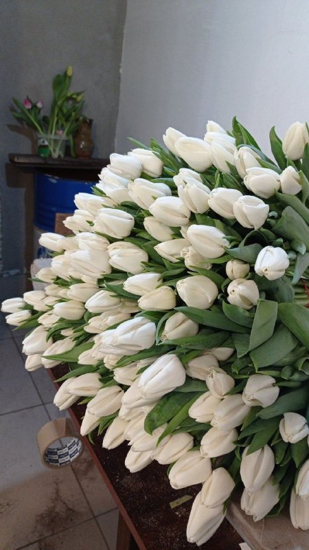 Сбор до 23.02. Свои Тюльпаны к 8 марта! Гиганты и другие великолепные сорта.Мамины Цветочки! 9 лет на СП Сбор до 23.02. Свои Тюльпаны к 8 марта! Гиганты и другие великолепные сорта.Мамины Цветочки! 9 лет на СП