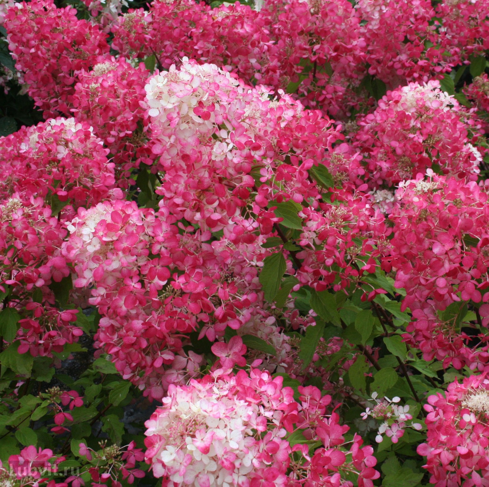 ДОБАВИЛА! Гортензия Даймонд Руж ! ДОБАВИЛА! Гортензия Даймонд Руж !