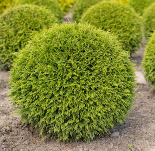 ТУЯ-БОЛЬШОЙ КРУГЛЫЙ ШАРИК! ТУЯ-БОЛЬШОЙ КРУГЛЫЙ ШАРИК!