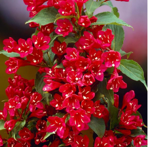 КАК -ТО ПОДРУГА САДВОД ПОСОВЕТОВАЛА ПОСАДИТЬ ВЕЙГЕЛУ У ДОМА-НЕПРИХОТЛИВАЯ И ЦВЕТЕТ ВСЕ ЛЕТО! КАК -ТО ПОДРУГА САДВОД ПОСОВЕТОВАЛА ПОСАДИТЬ ВЕЙГЕЛУ У ДОМА-НЕПРИХОТЛИВАЯ И ЦВЕТЕТ ВСЕ ЛЕТО!