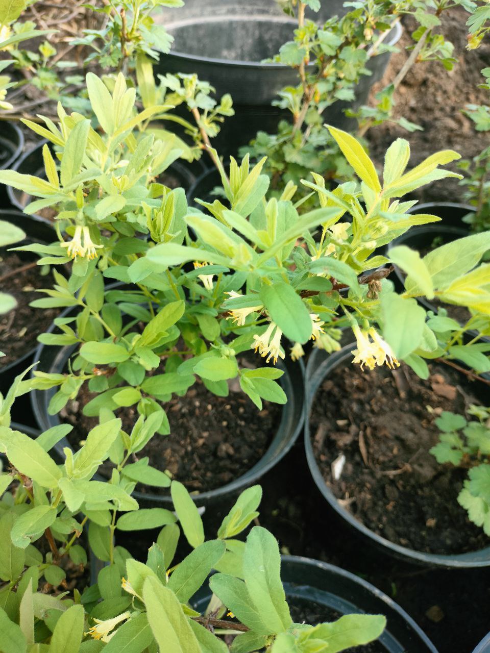 Жимолость, ну очень хорошие большие саженцы-уже будут первые ягодки! фото Жимолость, ну очень хорошие большие саженцы-уже будут первые ягодки! фото