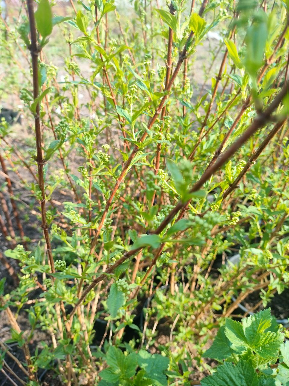 Дейция набивает бутоны, чтобы порадовать нас буйным цветением. ФОТО ИЗ ПИТОМНИК-РАЗДАЧИ НА СЛЕДУЮЩЕЙ НЕДЕЛЕ! Дейция набивает бутоны, чтобы порадовать нас буйным цветением. ФОТО ИЗ ПИТОМНИК-РАЗДАЧИ НА СЛЕДУЮЩЕЙ НЕДЕЛЕ!