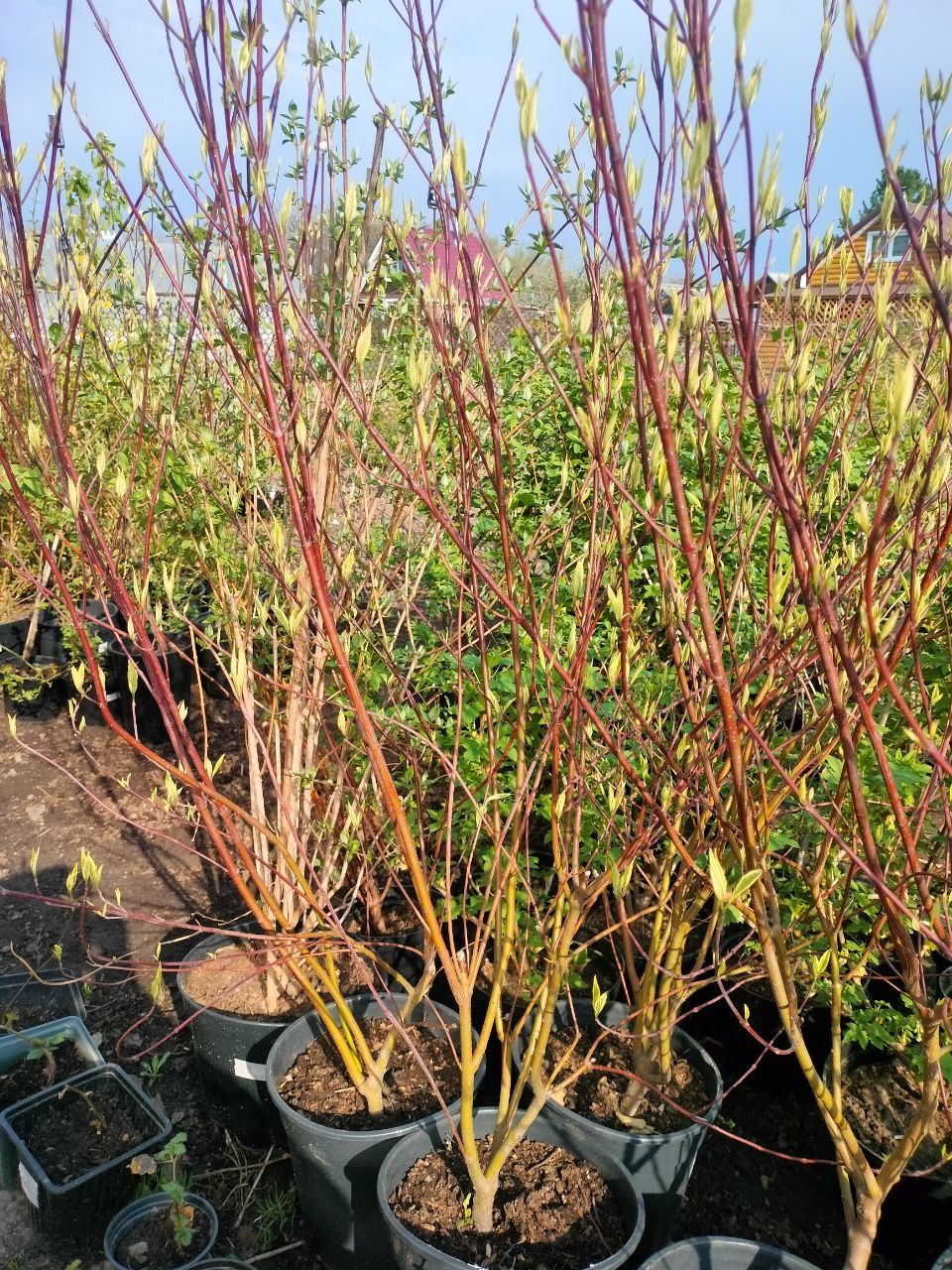 ДЛЯ БЫСТРОГО ОЗЕЛЕНЕНЕИЯ УЧАСТКА =Дерен пестролистный. Распускает свои разноцветные бело-зелёные листочки. ДЛЯ БЫСТРОГО ОЗЕЛЕНЕНЕИЯ УЧАСТКА =Дерен пестролистный. Распускает свои разноцветные бело-зелёные листочки.