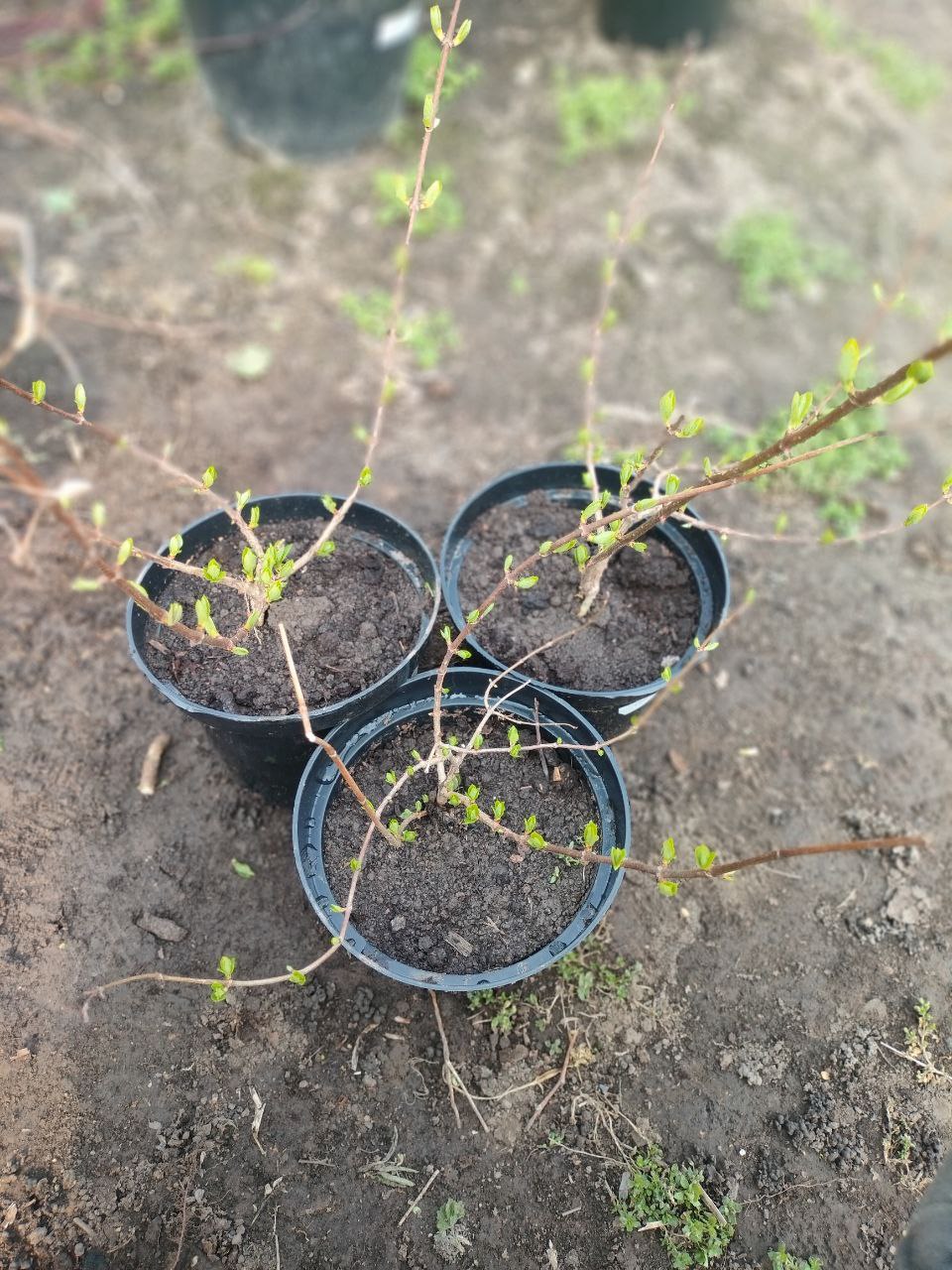 Гортензия Даймонд Руж в контейнере 3 литра уже такая хорошенткая! Гортензия Даймонд Руж в контейнере 3 литра уже такая хорошенткая!