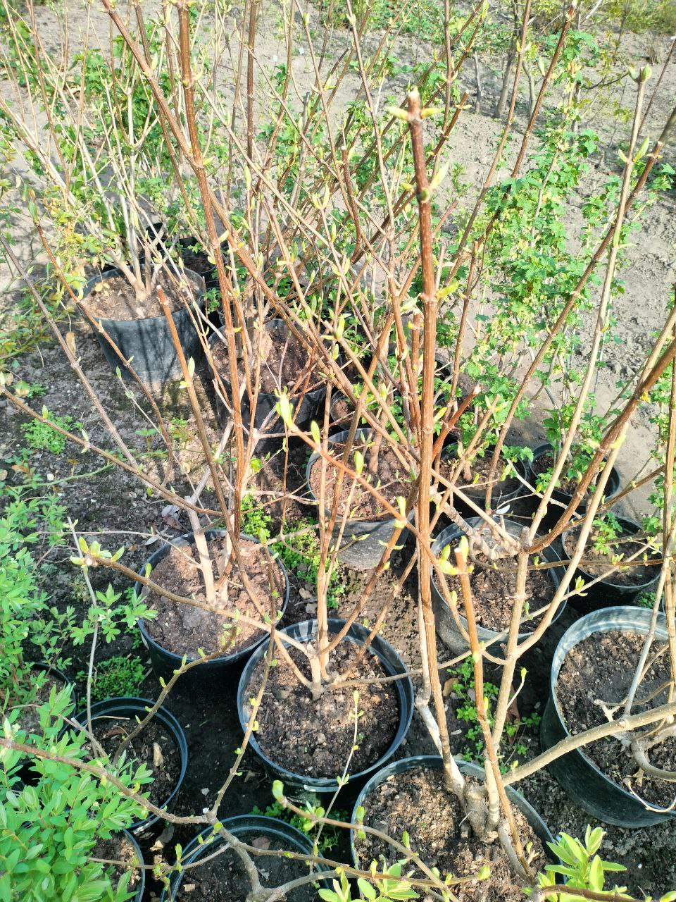 Гортензия Грандифлора в контейнерах 7.5 и 12 литров Гортензия Грандифлора в контейнерах 7.5 и 12 литров