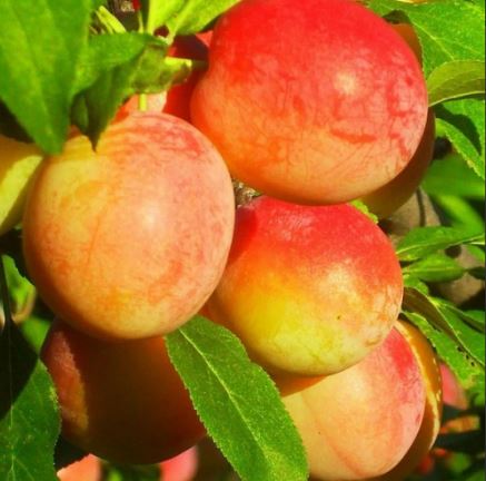 ДОБАВИЛА СЛИВУ 2-Х ЛЕТКУ ЖЕЛТУЮ И СИНИЮ -ВСЕ СОРТА АДАПТИРОВАНЫ ДЛЯ НАШЕЙ ОБЛАСТИ-НЕ ЮЖНЫЕ!!! ДОБАВИЛА СЛИВУ 2-Х ЛЕТКУ ЖЕЛТУЮ И СИНИЮ -ВСЕ СОРТА АДАПТИРОВАНЫ ДЛЯ НАШЕЙ ОБЛАСТИ-НЕ ЮЖНЫЕ!!!