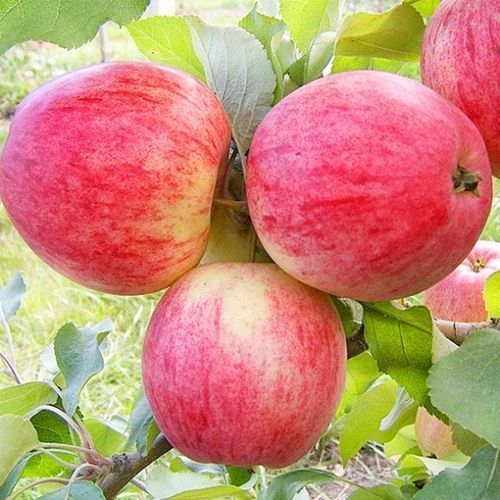 МАНТЕТ! РАЗДАЧИ К МАЙСКИМ КАК РАЗ! Вкусовые качества и размер плодов - впечатляют и удивляют. Канадский сорт яблок считается самым вкусным из раннеспелых сортов яблок. МАНТЕТ! РАЗДАЧИ К МАЙСКИМ КАК РАЗ! Вкусовые качества и размер плодов - впечатляют и удивляют. Канадский сорт яблок считается самым вкусным из раннеспелых сортов яблок.