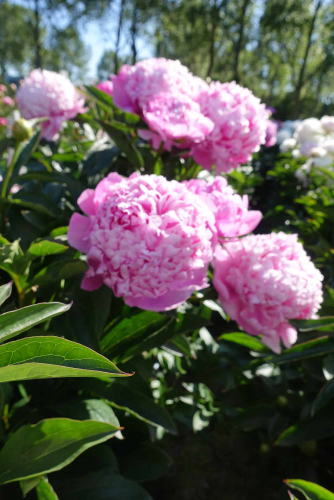 ПИОН цена 264 руб В НАЛИЧИИ !!! ПИОН цена 264 руб В НАЛИЧИИ !!!