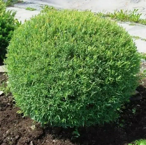 НАНОИВА! Если вы ищете растение, которое станет ярким украшением вашего сада и при этом не потребует много усилий по уходу, обратите внимание на иву Пурпурную Нана. Ее красота и практичность сделают ваш сад по-настоящему уникальным и привлекательным. НАНОИВА! Если вы ищете растение, которое станет ярким украшением вашего сада и при этом не потребует много усилий по уходу, обратите внимание на иву Пурпурную Нана. Ее красота и практичность сделают ваш сад по-настоящему уникальным и привлекательным.