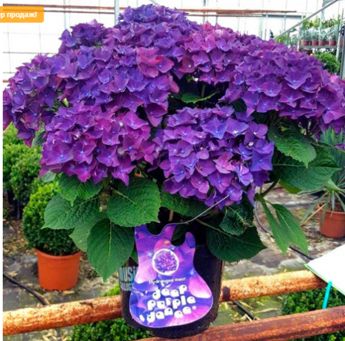 Насыщенный темно-фиолетовый, титулованный сорт! Насыщенный темно-фиолетовый, титулованный сорт!