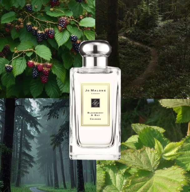 Blackberry & Bay - это один из красивейших ароматов от Jo Malone!!! Подойдет всем любителям ежевики и свежих ароматов. Производители рекомендуют носить его не только соло, но и смешивать. В частности с Sea Salt and Sage Wood Blackberry & Bay - это один из красивейших ароматов от Jo Malone!!! Подойдет всем любителям ежевики и свежих ароматов. Производители рекомендуют носить его не только соло, но и смешивать. В частности с Sea Salt and Sage Wood
