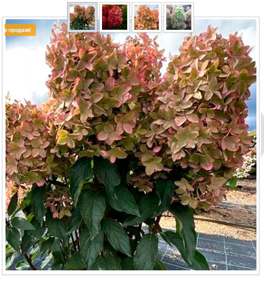 Просто шикарная гортензия, за которой гоняются сейчас все, желая заиметь в своём саду! Металлика! Оттенки на протяжении всего цветения поражают сочностью и насыщенностью, а огромные цветоносы - размерами! Просто шикарная гортензия, за которой гоняются сейчас все, желая заиметь в своём саду! Металлика! Оттенки на протяжении всего цветения поражают сочностью и насыщенностью, а огромные цветоносы - размерами!