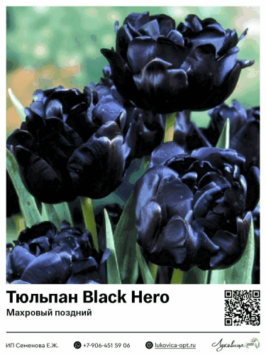 Сбор до 04.09. Луковицы и корни тюльпаны, лилии, нарциссы, гиацинты, ирисы, крокусы, аллиум, мускари и другие цветы оптом из Голландии с осенней поставкой с 15 сентября-1. Сбор до 04.09. Луковицы и корни тюльпаны, лилии, нарциссы, гиацинты, ирисы, крокусы, аллиум, мускари и другие цветы оптом из Голландии с осенней поставкой с 15 сентября-1.