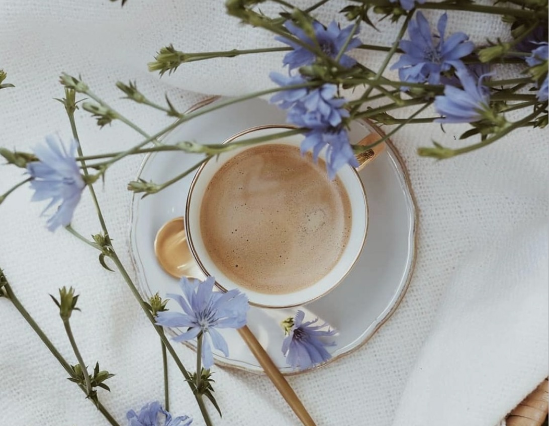 ЦИКОРИЙ с экстрактом гриба РЕЙШИ - источник здоровья и энергии! ЦИКОРИЙ с экстрактом гриба РЕЙШИ - источник здоровья и энергии!