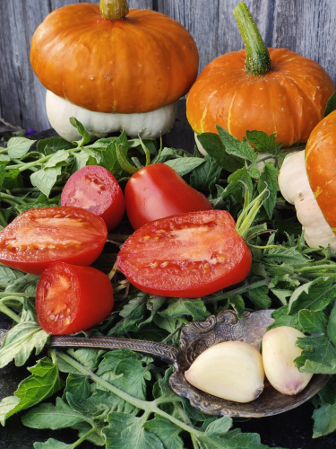 Новые и хитовые коллекционные сортовые томаты, огурцы и перцы. Экзотические и редкие сорта. 25-4 Новые и хитовые коллекционные сортовые томаты, огурцы и перцы. Экзотические и редкие сорта. 25-4