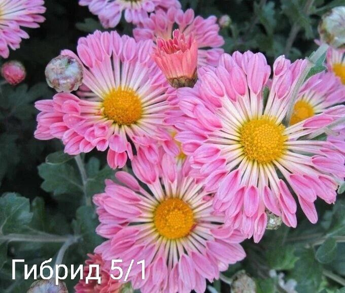 Хризантемы мультифлора и корейская. Предзаказ на апрель 2026 Хризантемы мультифлора и корейская. Предзаказ на апрель 2026